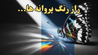 پروانه ها دروغ می گویند | حقایقی درباره پروانه ها که نمی دانید