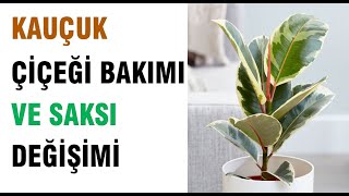 KAUÇUK ÇİÇEĞİ BAKIMI VE SAKSI DEĞİŞİMİ