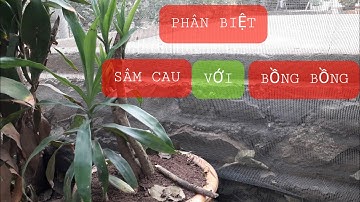 Nhầm lẫn cây SÂM CAU  với cây BỒNG BỒNG, vvlq, về với làng quê