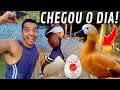 Muito trabalho no viveiro do Pavão | Filhote Agaporne | Ovoscopia Tadorna e Marreco | Aves Recriar