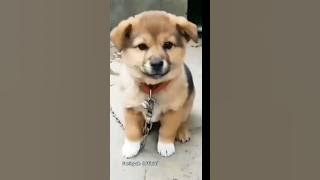 Suara Anjing yang lucu #shorts #anjinglucu #doglover