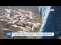 Pescari prinși „în fapt” pe râul Moldova