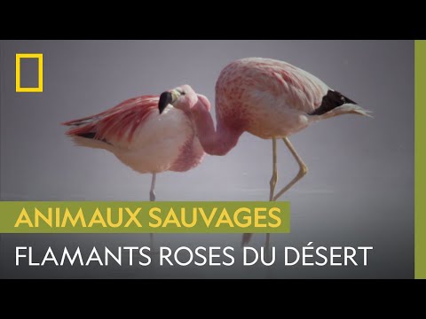 Vidéo: Où vivent les flamants roses des Andes ?