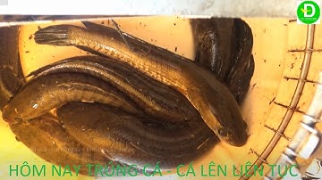 278  Trở Lại Kinh Cùng Cắm Câu Cá Lóc Thấy Là Riềng - Kính Nước Trong Dính Liền Cần | Đất Phương Nam