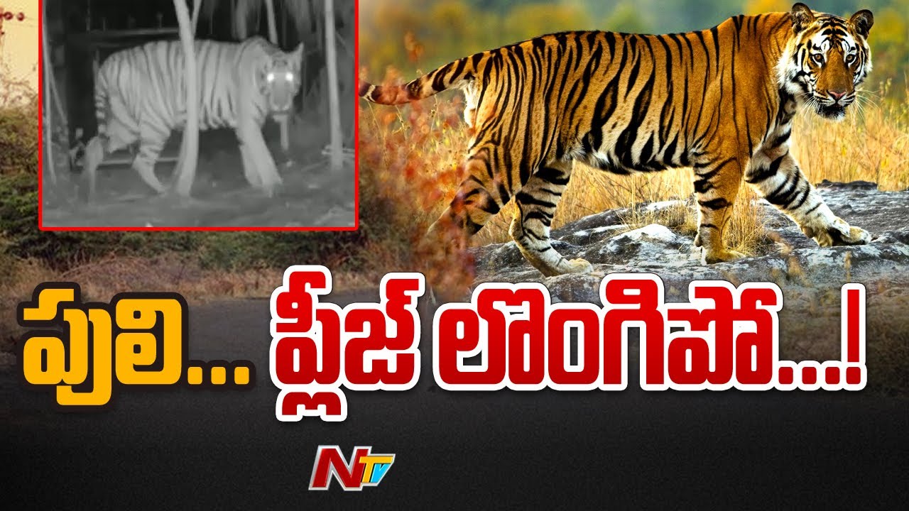 Never Ending Tiger Hulchal in Kakinada Dist | Ntv