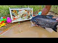 Mancing ikan hias di kolam ikan koi ikan lele ikan besar ikan cupang kura kura bawalpart335