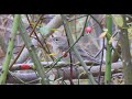 Eastern Olivaceous Warbler Oostelijke Vale Spotvogel Eastern Olivaceous Warbler Oostelijke Vale Spotvogel