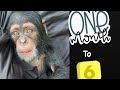 Watch baby chimp grow from 1-6 months