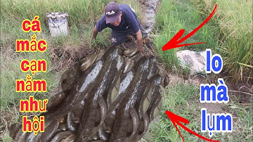 Bắt Cá Cạn Đi Theo Đường Nước Ruộng Cá Mắc Cạn Nằm Như Hội | Phúc TV 84/catch shallow fish