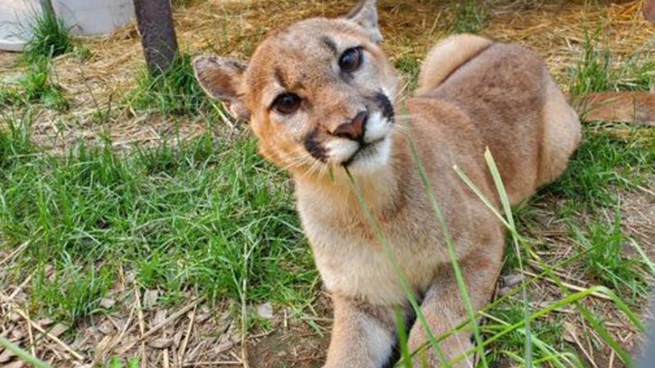 Injured Cougar Cub Recuperates