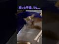 怒っている子猫