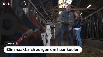 Dwars: Koeien kunnen doodgaan door afval