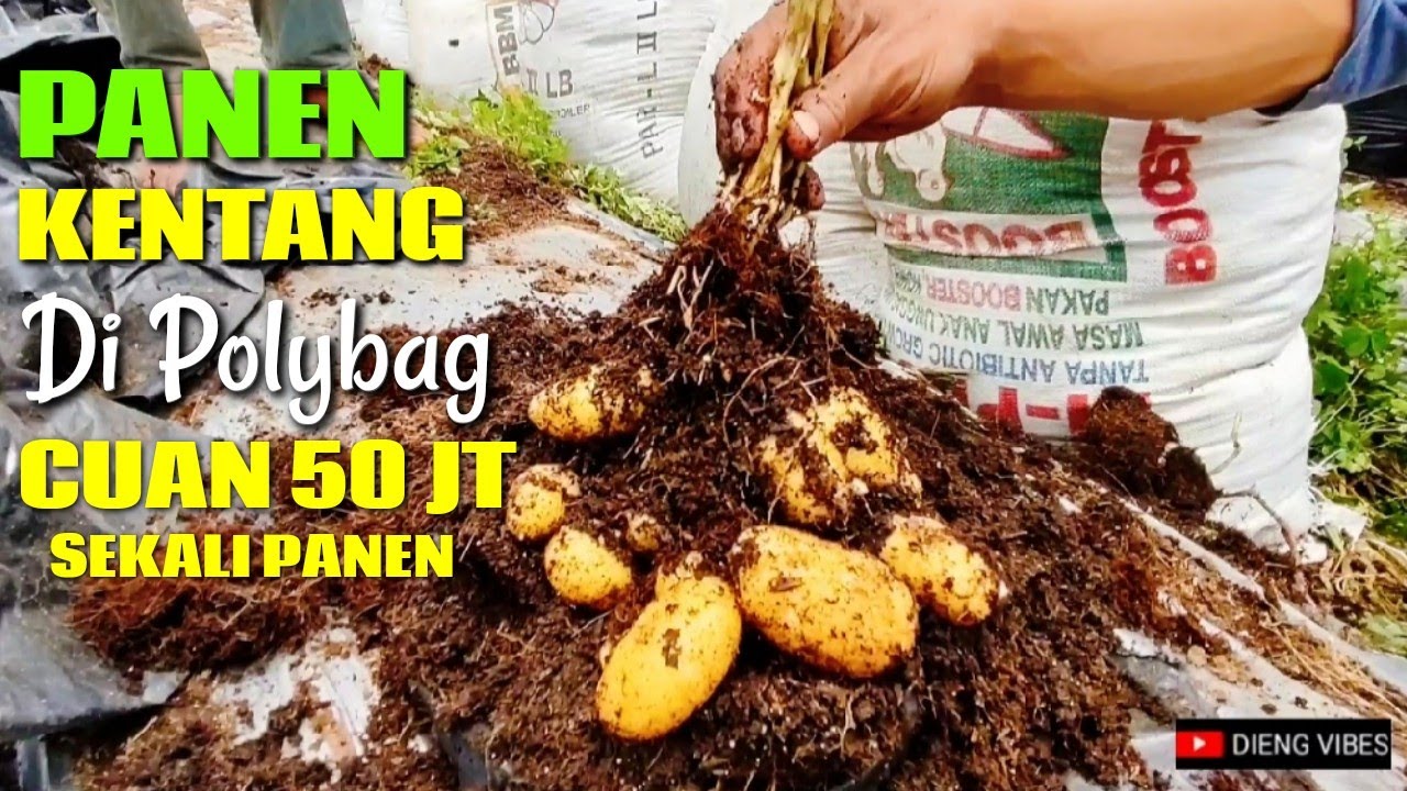 урожай картофеля в индонезийской деревне