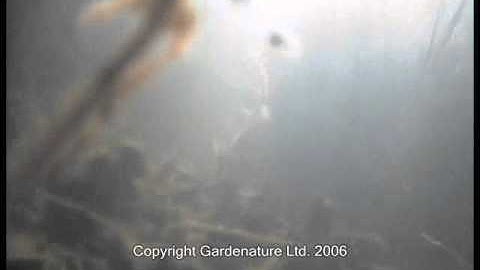 Pond Camera Kit in action 003