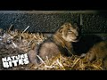 ADORABLE Lion Cubs Meet Their Dad for the First Time! | Fota: Into the Wild