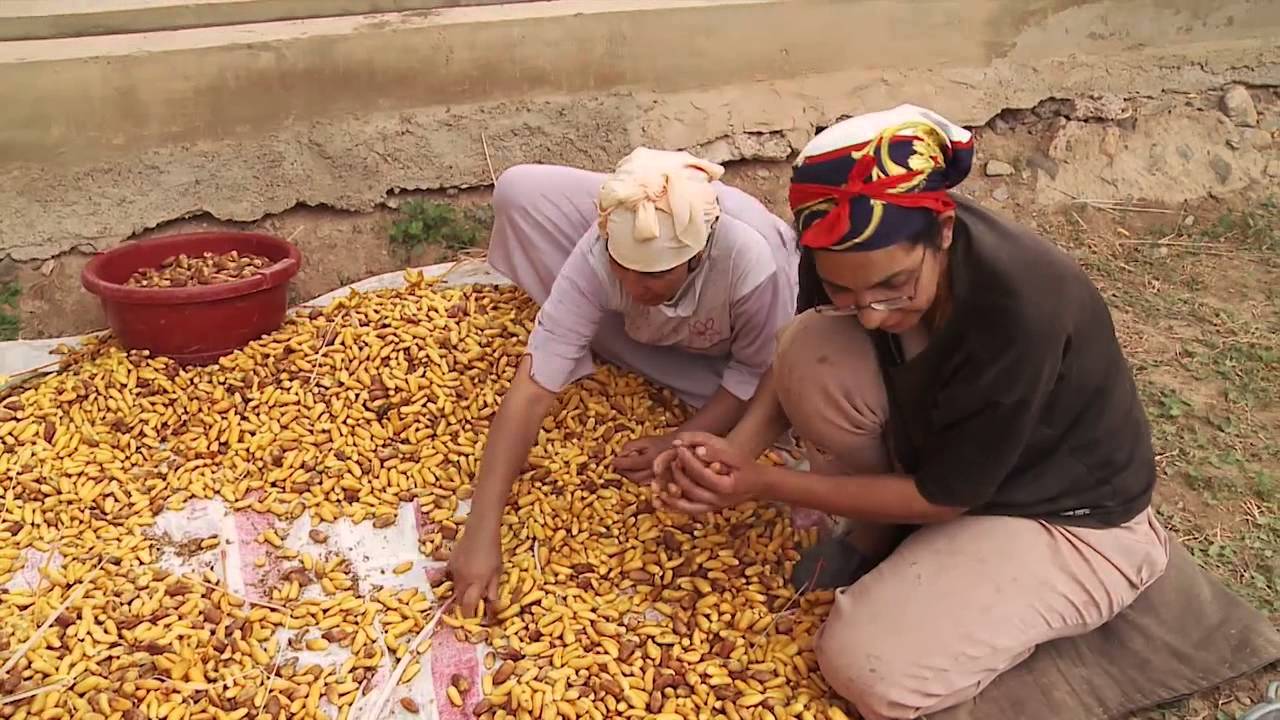 L'Oasis de Figuig au coeur des cultures...