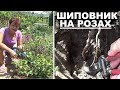 Уход за розами весной. Шиповник на розах   Вырезаем правильно