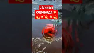 лунная серенада💫💥💫💥💫💥