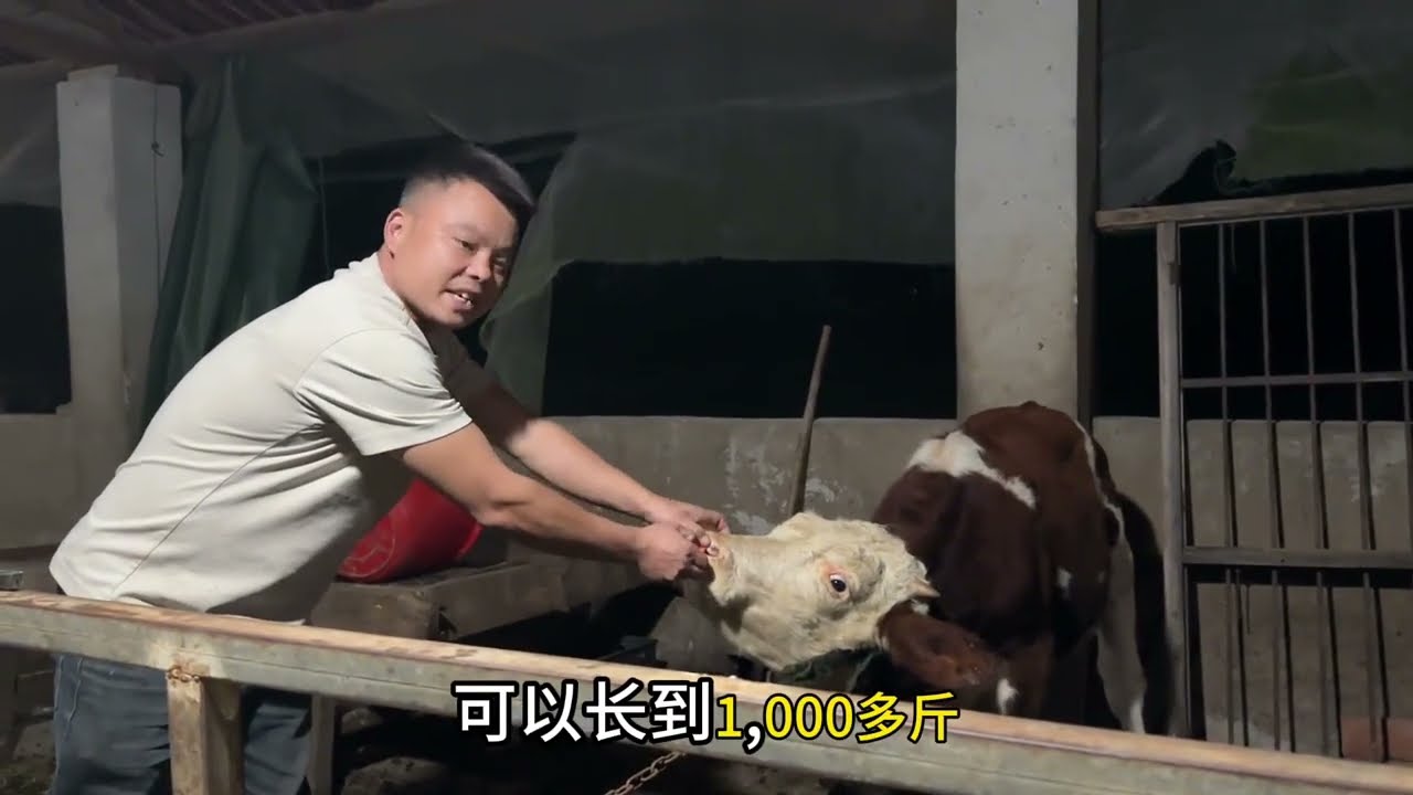 老公准备把牛棚生的最大一头公牛育肥到1000斤，能成功吗？ #支持三农扶持三农发展 #抖音记录农村生活 #返乡创业青年 #乡村振兴dou行动 #养牛人的生活
