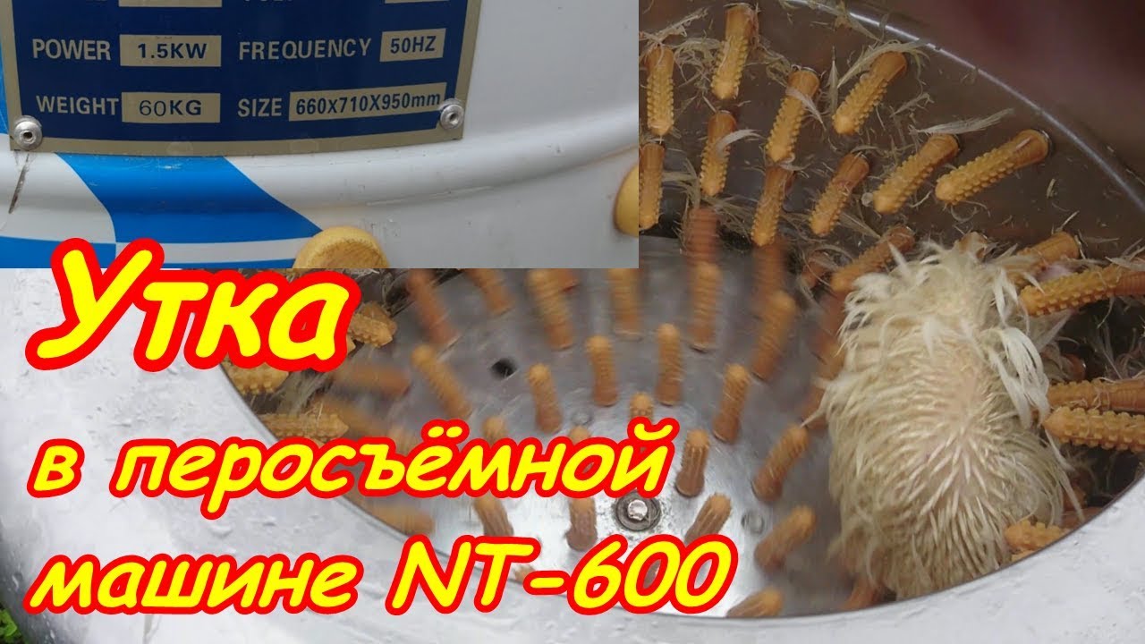 Утка на капоте машины