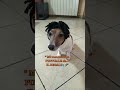 I regali jackrussell comedy pintus