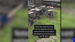 833 roosters killed after Santa Rosa cock fighting ring busted