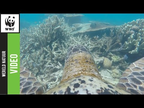 Video: 11 Bizarre Soorten Om Naar Te Zoeken Tijdens Een Duik Bij Het Great Barrier Reef [foto's] - Matador Network