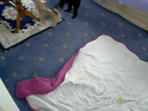 archie-my-lharkie-(lhasa-x-yorkie-and-hes-friend-poirot(poodle)-when-he-was-a-puppy.funny!!