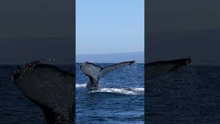 Humpback With White Fluke! Monterey Bay!