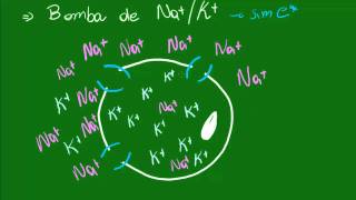 Membrana Plasmática - Transporte de Substâncias