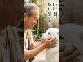 15年を共にし、90歳の老夫婦に最後の別れを告げる白の老犬 #感動犬動画 #ペットとの別れ #白犬 #老犬
