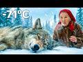 She Rescued A Wounded Wolf Abandoned By Its Pack In 71 C Siberian Blizzard