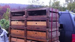 Pheasant Release