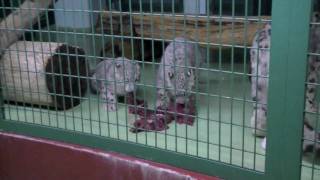 ユキヒョウまっしぐら！~Snow Leopard~