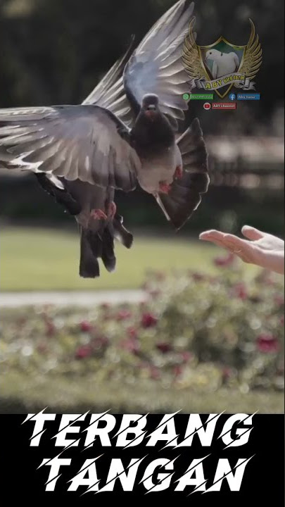 video burung terbang ke tangan taman