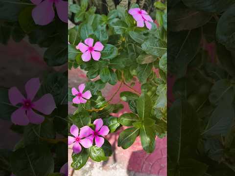 सदाबहार घर में खुशियां लाएगी हर बार # sadabahar #garden #plants# happiness
