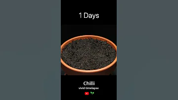 Growing chilli from seeds Timelapse