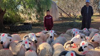 46خروف صردية للبيع نواحي اولاد بوزيري التواصل مع عبدالمجيد 0777243067 