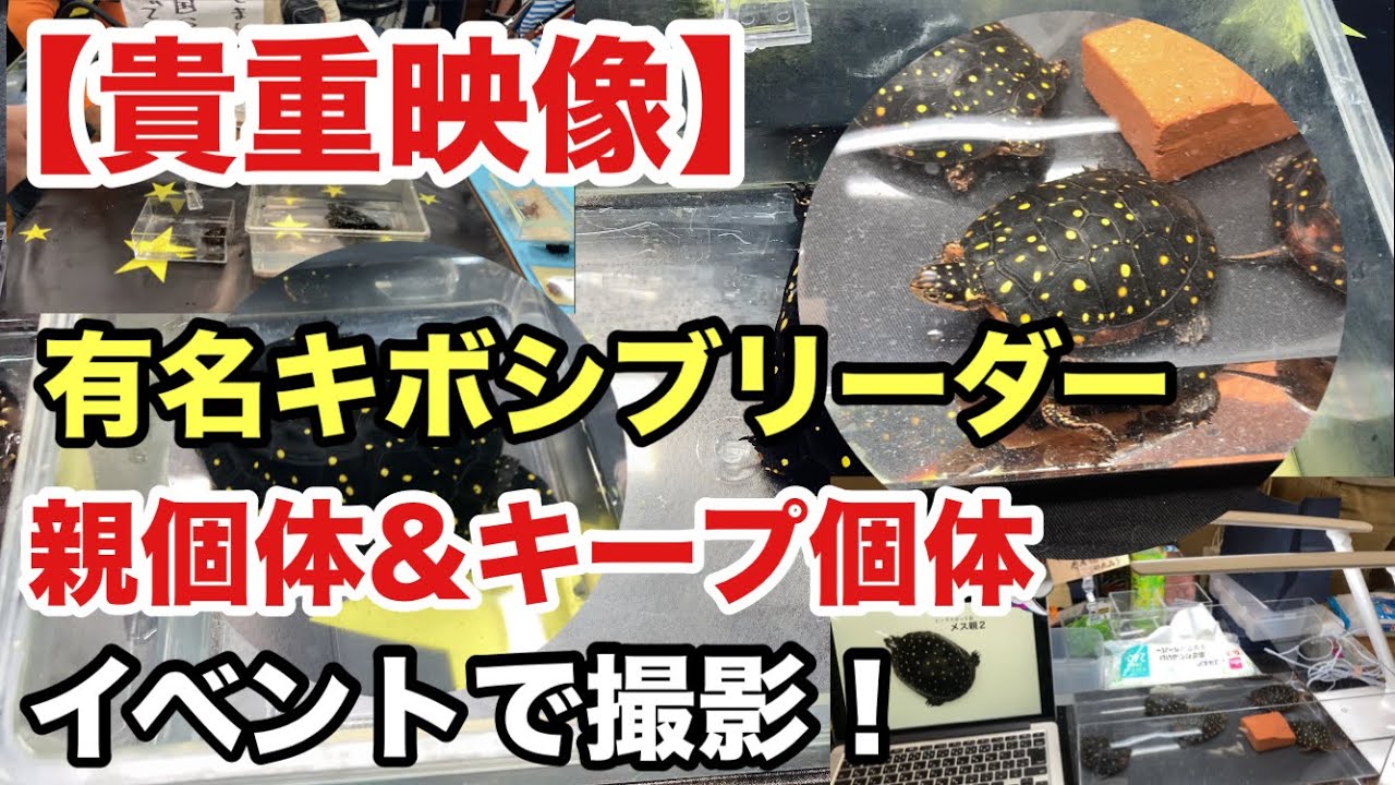 Kiboshi Empire & Tetsukame] Photographing the breeder booth that