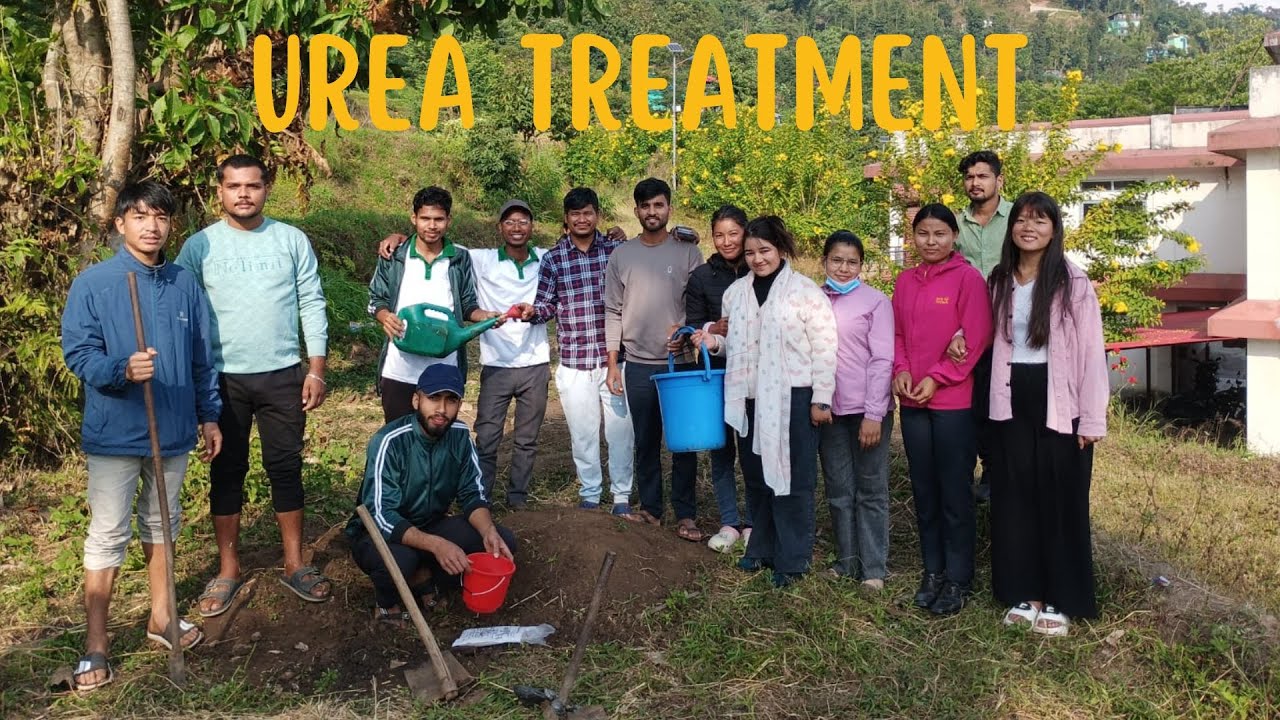 Urea Treatment on Paddy Straw || युरियाले पराल कसरी उपचार गर्ने  ||  Boby Basnet || Step-Wise Guide