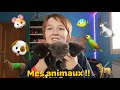 MES ANIMAUX !! (Présentation) Chatons, péruches, canaris, poissons, poney, gerboises, et chiens.