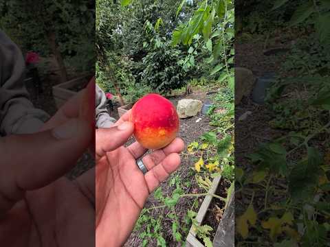 A ripe peach hanging on a tree branch, ready to be picked.