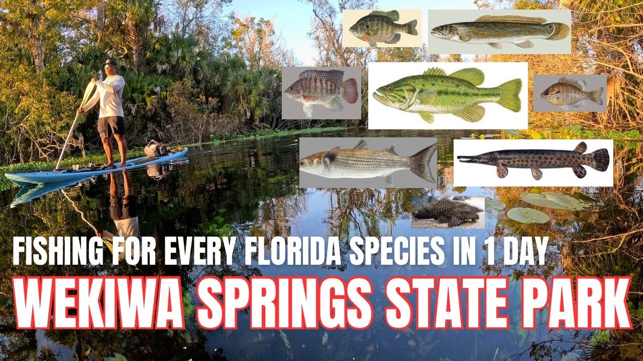 WEKIWA SPRINGS PADDLEBOARD FISHING | APOPKA, FLORIDA | MULTI-SPECIES FISHING #florida #fishing