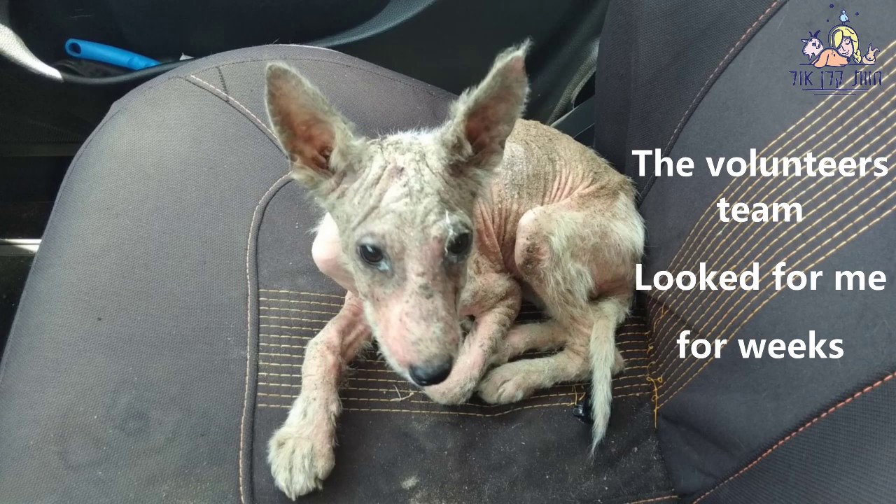 Miracle, Dog Rescue unbelievable recovery YouTube