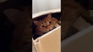 Where Is My Gorillabigo Hiding