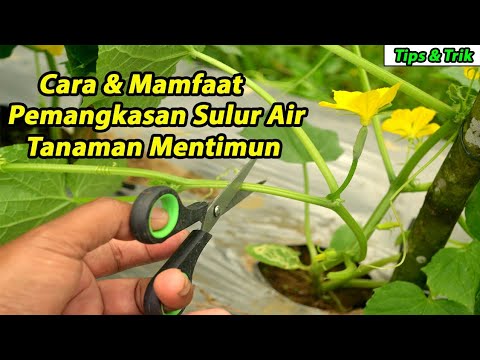 Cara dan mamfaat pemotongan sulur air tanaman mentimun