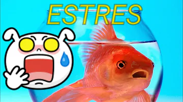 ¿Pueden los peces estresarse por el ruido?