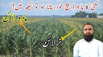 How to make maize hybrid on your own farm|| Bilal Kanju Official
