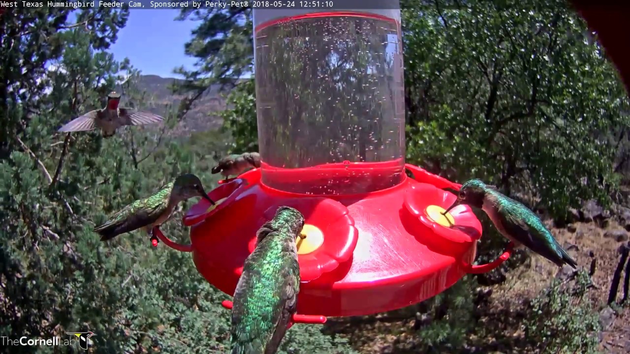 Molting Male Anna S Hummingbirds Vies For Feeder Port May 24