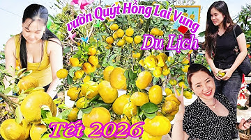 Vườn Quýt Hồng Lai Vung Tết 2026 Trái xum xuê triu cành bà con đến tham quan du lịch vườn Lan anh 